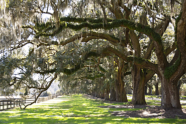 Spanish Moss growing on Southern Live Oak trees