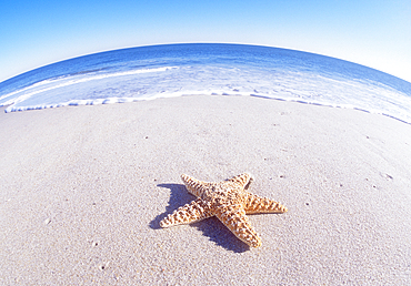 Starfish on sandy beach