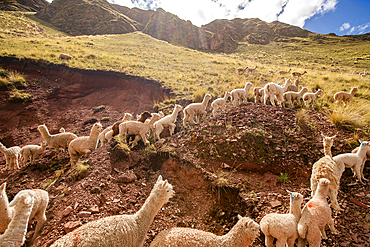 Herd of alpacas near Rainbow Mountain