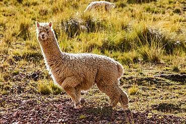 Alpaca on hillside near Rainbow Mountain