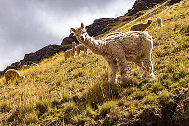 Herd of alpacas grazing near Rainbow Mountain