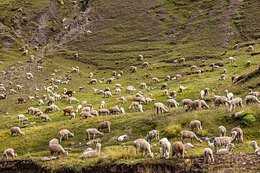 Herd of alpacas grazing near Rainbow Mountain