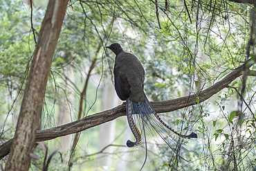 Lyrebird sitting on tree branch with tail fanned out, Katoomba, New South Wales, Australia