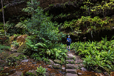 Rear view of young male hiker crossing creek in Grand Canyon Blackheath, Blackheath, New South Wales, Australia