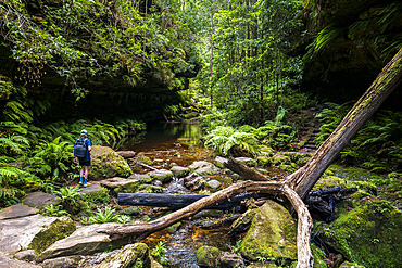 Rear view of young male hiker walking on stone path in Grand Canyon Blackheath, Blackheath, New South Wales, Australia