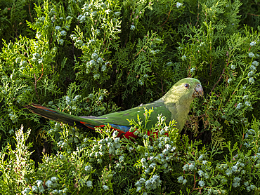 Female king parrot perching on Leyland cypress, Kandos, New South Wales, Australia
