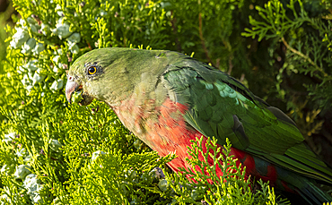 Female king parrot perching on Leyland cypress, Rylstone, New South Wales, Australia