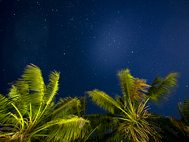 Low angle view of starry sky with palm trees on foreground, Lord Howe Island, New South Wales, Australia