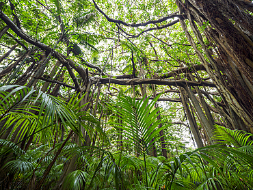 Banyan trees and kentia palms growing in forest, Lord Howe Island, New South Wales, Australia