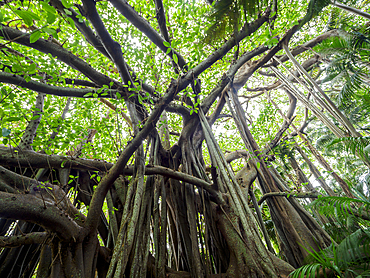 Banyan trees and kentia palms growing in forest, Lord Howe Island, New South Wales, Australia