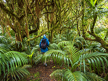 Rear view of woman hiking in forest on Lord Howe Island, Lord Howe Island, New South Wales, Australia