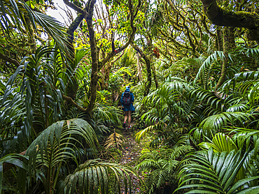 Rear view of woman hiking in forest on Lord Howe Island, Lord Howe Island, New South Wales, Australia