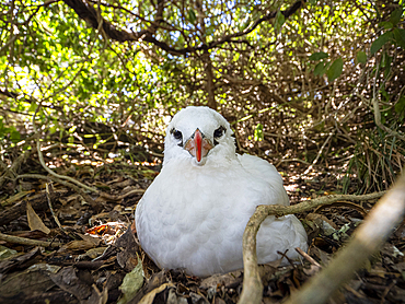 Red-tailed tropicbird on Lord Howe Island, Lord Howe Island, New South Wales, Australia