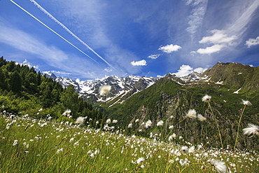 Sunny day on cotton grass surrounded by green meadows, Orobie Alps, Arigna Valley, Sondrio, Valtellina, Lombardy, Italy, Europe