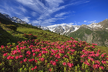 Rhododendrons in bloom surrounded by green meadows, Orobie Alps, Arigna Valley, Sondrio, Valtellina, Lombardy, Italy, Europe