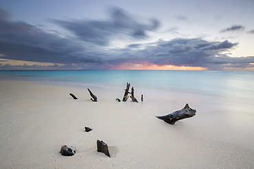 Caribbean sunset frames tree trunks on Ffryes Beach, Antigua, Antigua and Barbuda, Leeward Islands, West Indies, Caribbean, Central America