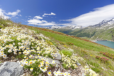 Daisies and green meadows frame the blue water, Montespluga, Chiavenna Valley, Sondrio province, Valtellina, Lombardy, Italy, Europe