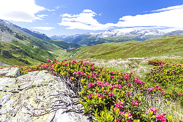 Rhododendrons frame the green alpine landscape, Montespluga, Chiavenna Valley, Sondrio province, Valtellina, Lombardy, Italy, Europe