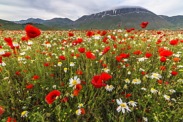 Red poppies and daisies in bloom, Castelluccio di Norcia, Province of Perugia, Umbria, Italy, Europe