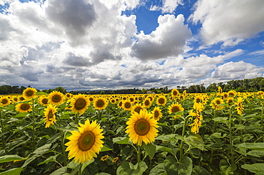 Sunflowers and clouds in the rural landscape of Senigallia, Province of Ancona, Marche, Italy, Europe