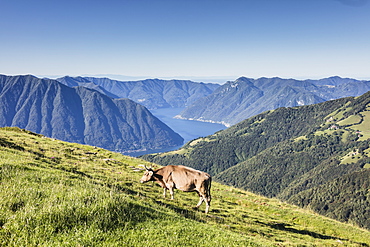 Cow in the green pastures with Lake Como and peaks in the background Gravedona, Province of Como, Italian Lakes, Lombardy, Italy, Europe