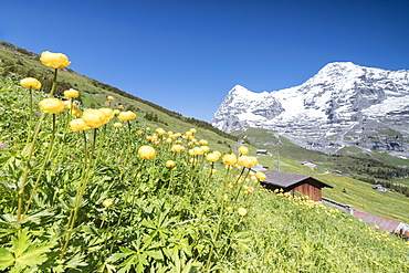 Blooming of yellow flowers framed by green meadows and snowy peaks, Wengen, Bernese Oberland, Canton of Bern, Switzerland, Europe