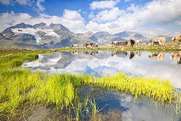 Cows grazing on green pastures surrounding the alpine lake, Val Bugliet, Canton of Graubunden, Engadine, Switzerland, Europe