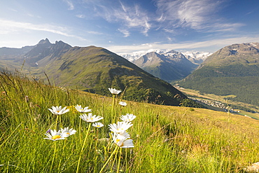 Green meadows and flowers frame the high peaks, Muottas Muragl, Samedan, Canton of Graubunden, Engadine, Switzerland, Europe