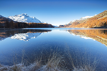 The snowy peaks and colorful woods are reflected in Lake Champfer, St. Moritz, Canton of Graubunden, Engadine, Switzerland, Europe