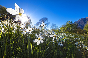 Sun shines on daffodils in bloom on green fields of the Orobie Alps, Dossa, province of Sondrio, Valtellina, Lombardy, Italy, Europe