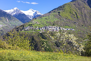 The cherry tree in bloom frames the alpine village of Bema, Orobie Alps, Gerola Valley, Valtellina, Lombardy, Italy, Europe