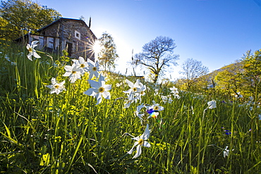 Sun shines on daffodils in bloom on green fields of the Orobie Alps, Dossa, province of Sondrio, Valtellina, Lombardy, Italy, Europe