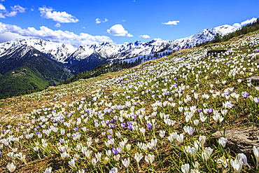 Crocus blooming on the pastures surrounding Cima Rosetta in the Orobie Alps, Lombardy, Italy, Europe