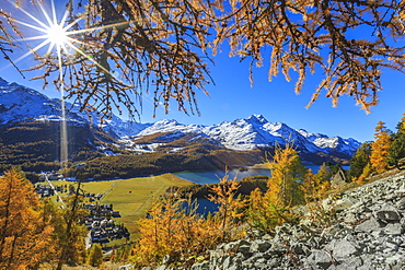 The sun shines through the branches of larch trees overlooking the village of Sils im Engadin with its famous lake, Engadine, Graubunden, Swiss Alps, Switzerland, Europe