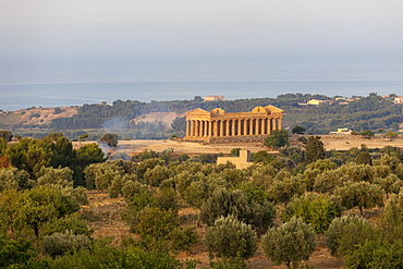 The olive grove frames the Temple of Concordia, an ancient Greek temple in the Valle dei Templi, UNESCO World Heritage Site, Agrigento, Sicily, Italy, Europe