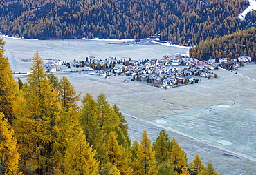 Frost whitening the meadows and the village of Surlej by St. Moritz in Engadine, surrounded by yellow larches in autumn, Graubunden, Swiss Alps, Switzerland, Europe