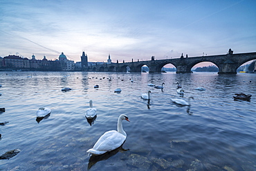 White swans on the Vltava River and the historical Charles Bridge at sunrise, UNESCO World Heritage Site, Prague, Czech Republic, Europe