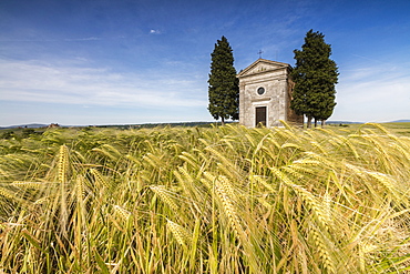 Fields of ears of corn on the gentle green hills of Val d'Orcia, UNESCO World Heritage Site, Province of Siena, Tuscany, Italy, Europe