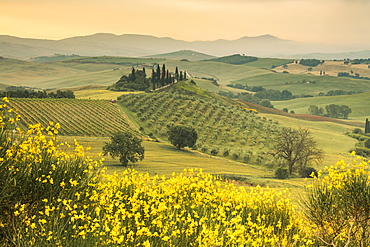 Yellow flowers frame the gentle green hills of Val d'Orcia at dawn, UNESCO World Heritage Site, Province of Siena, Tuscany, Italy, Europe