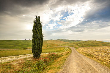 Lonely tree and asphalt road in the gentle green hills of Val d'Orcia, UNESCO World Heritage Site, Province of Siena, Tuscany, Italy, Europe