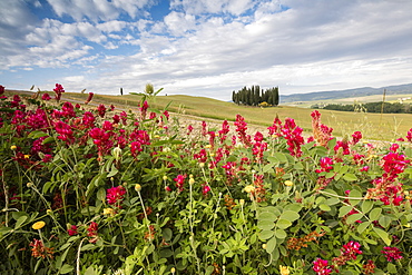 Red flowers frame the gentle green hills of Val d'Orcia, UNESCO World Heritage Site, Province of Siena, Tuscany, Italy, Europe