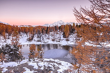 Pink sky at sunrise frames the frozen Lake Mufule surrounded by woods, Malenco Valley, Province of Sondrio, Valtellina, Lombardy, Italy, Europe