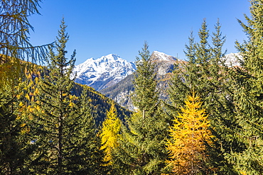 The colorful woods frame the snowy peak of Monte Disgrazia, Malenco Valley, Province of Sondrio, Valtellina, Lombardy, Italy, Europe