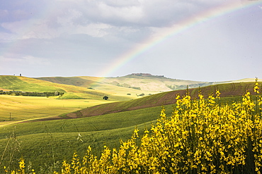 Yellow flowers and rainbow frame the green hills of Crete Senesi (Senese Clays), Province of Siena, Tuscany, Italy, Europe