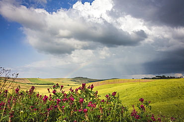 Red flowers and rainbow frame the green hills and farmland of Crete Senesi (Senese Clays), Province of Siena, Tuscany, Italy, Europe