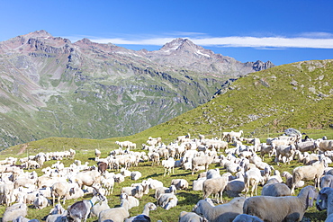 Sheep in the green pastures surrounded by rocky peaks, Val Di Viso, Camonica Valley, province of Brescia, Lombardy, Italy, Europe