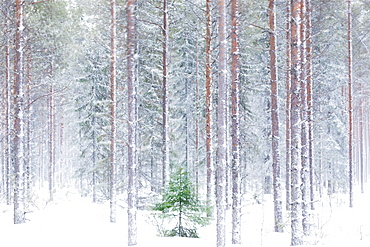 Tall trees in the snowy woods shrouded in the morning mist, Alaniemi, Rovaniemi, Lapland region, Finland, Europe