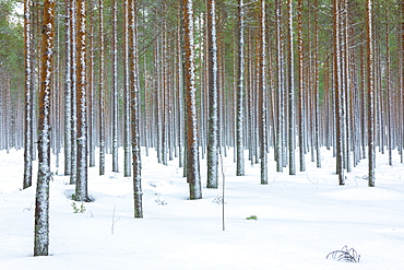 Tree trunks in the snowy woods Alaniemi, Rovaniemi, Lapland region, Finland, Europe