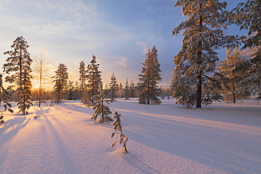 The lights of the arctic sunset illuminate the snowy woods, Vennivaara, Rovaniemi, Lapland region, Finland, Europe