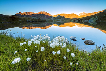 Cotton grass frames the rocky peaks reflected in Lake Umbrail at sunset, Stelvio Pass, Valtellina, Lombardy, Italy, Europe